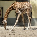 Girafe du zoo de la flèche