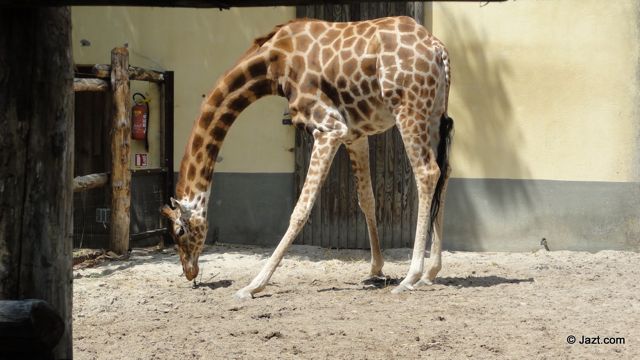 Girafe du zoo de la flèche