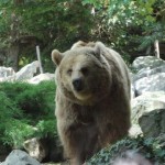 ours brun du zoo de la flèche