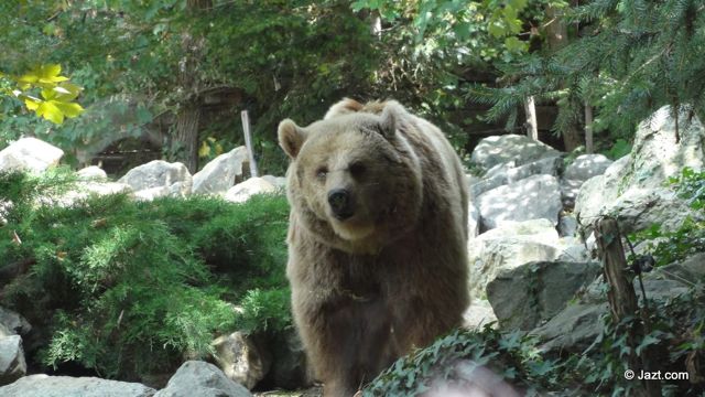 ours brun du zoo de la flèche