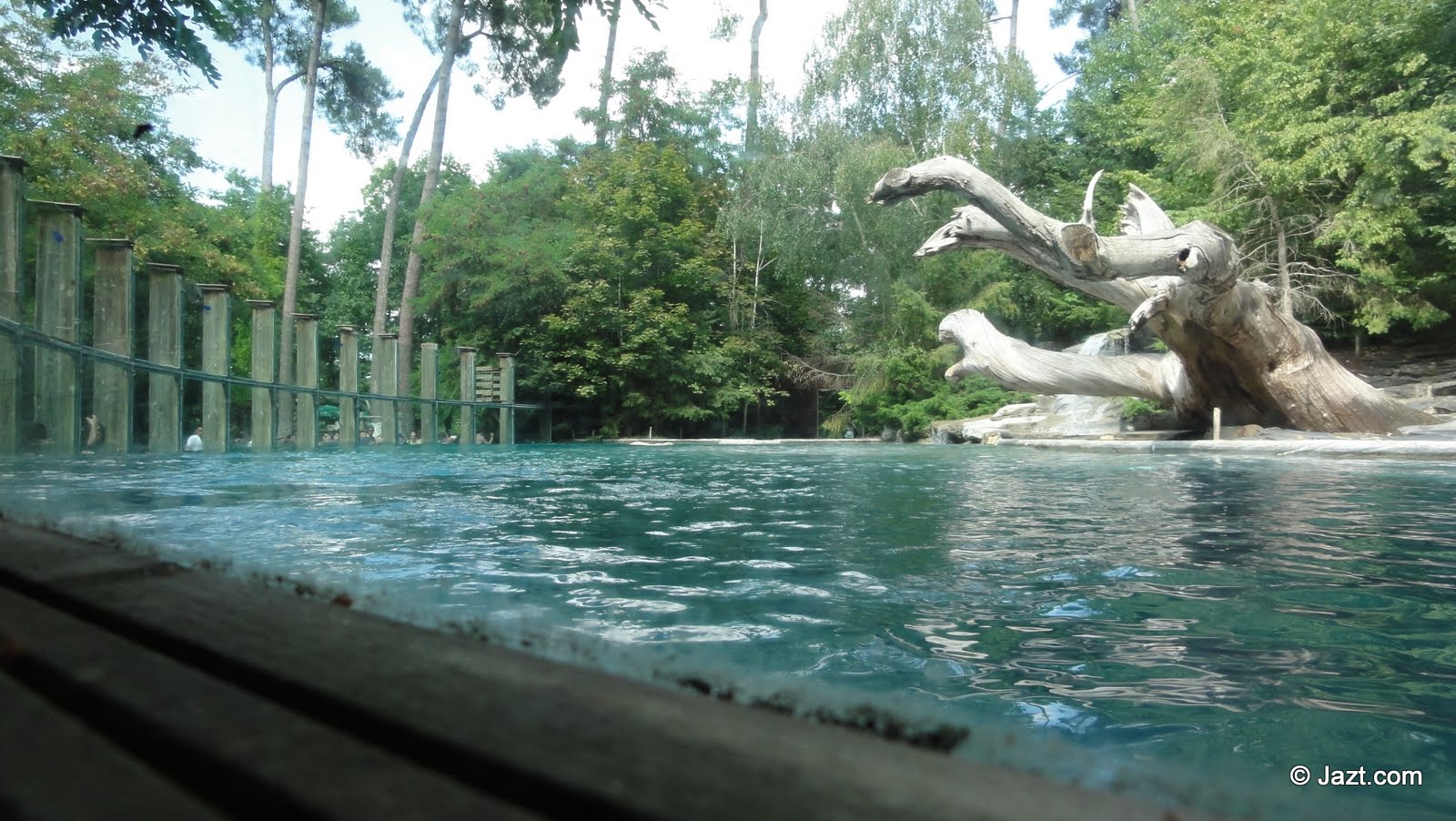 Environnement des ours polaires du Zoo de la Flèche