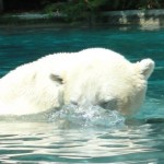 ours polaire du zoo de la flèche