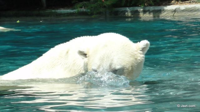 ours polaire du zoo de la flèche