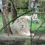 Lion blanc au Zoo de la Flèche