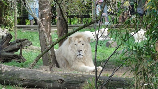 Lion blanc au Zoo de la Flèche