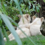 tigre blanc au Zoo de la Flèche