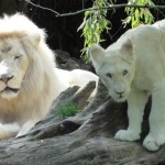 le lion blanc et son petit lionceau blanc