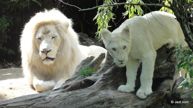 le lion blanc et son petit lionceau blanc