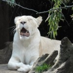 Lionne blanche du Zoo de la flèche