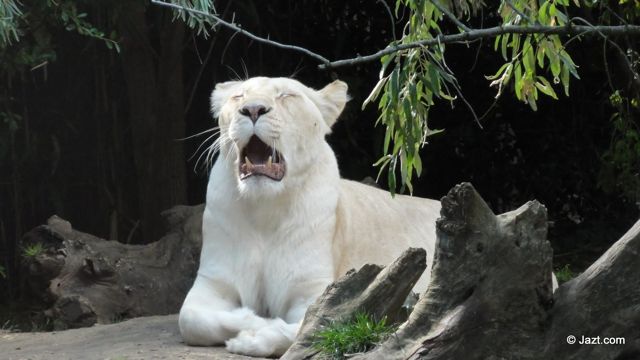 Lionne blanche du Zoo de la flèche