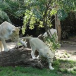 La lionne éduque son petit