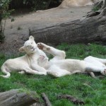 les lionceaux blancs du Zoo de la Flèche