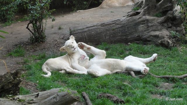 les lionceaux blancs du Zoo de la Flèche