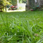 herbe verte en bretagne