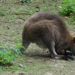 un lapin angora nain