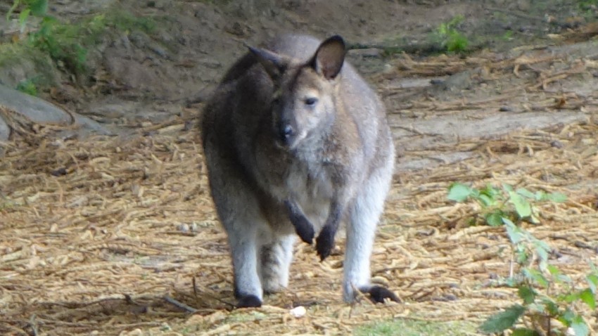 le petit kangourou