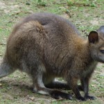 le kangourou de bretagne