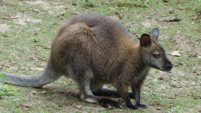 le kangourou de bretagne