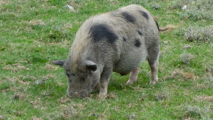 cochon sauvage gris