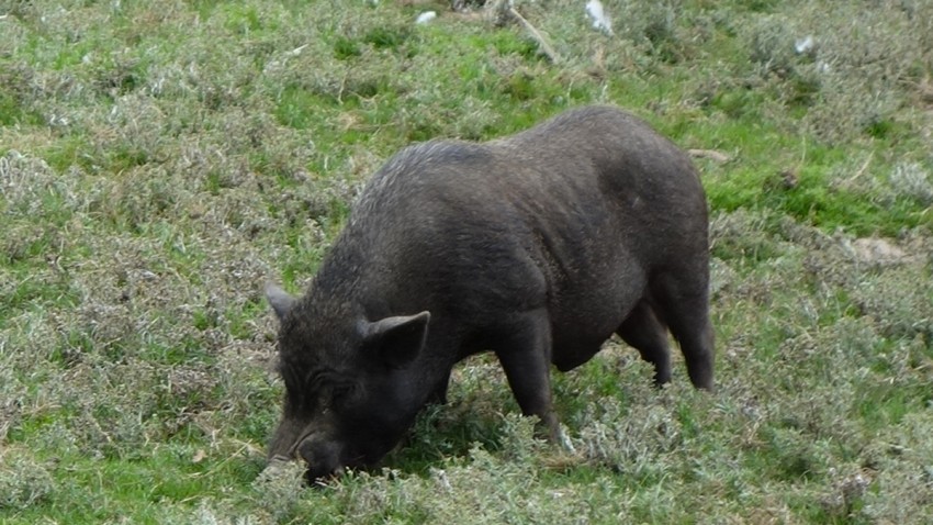 cochon sauvage noir