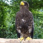 un aigle royal