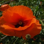 coquelicot pour Solenn