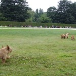 les chiens fauves de Bretagne