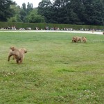 Fauve de Bretagne