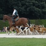 cheval et chien pour chasser