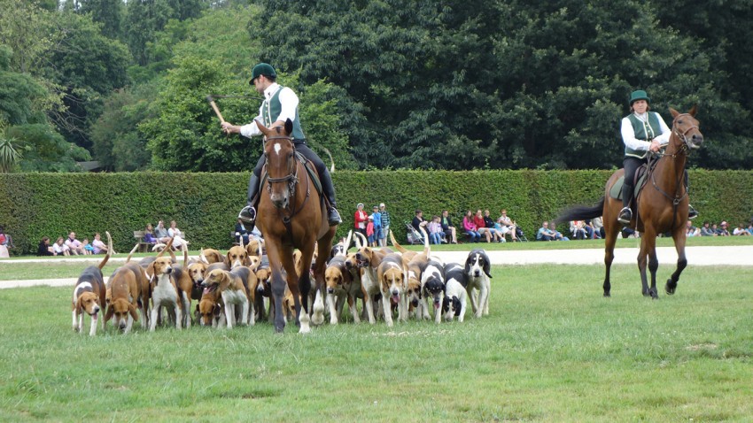 chasse avec des chiens à la Bourbansais (Rennes)