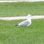 Jolie oiseau au domaine de la Bourbansais (Parc et Zoo)