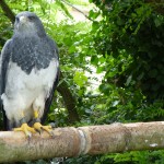 Aigle bleu au Domaine de la Bourbansais