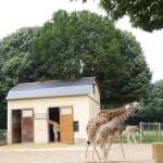 La famille des girafes à Saint-Domineuc