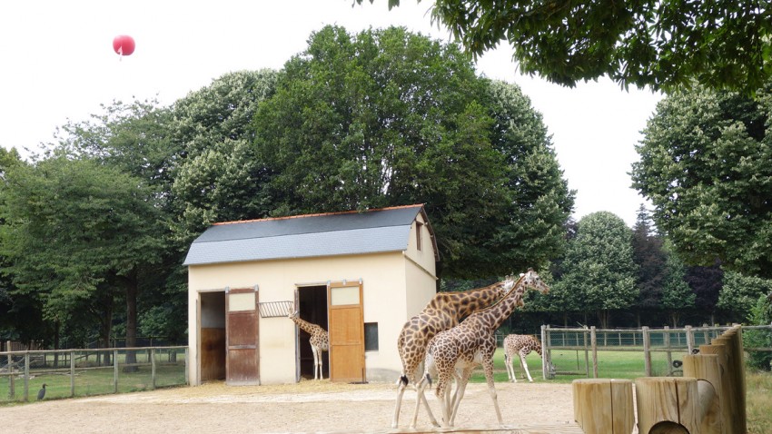 La famille des girafes à Saint-Domineuc