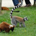 Lémurien au Zoo de Bourbansais