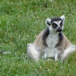 Lémurien du Zoo de la Bourbansais