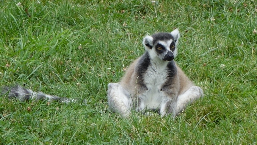 Lémurien du Zoo de la Bourbansais