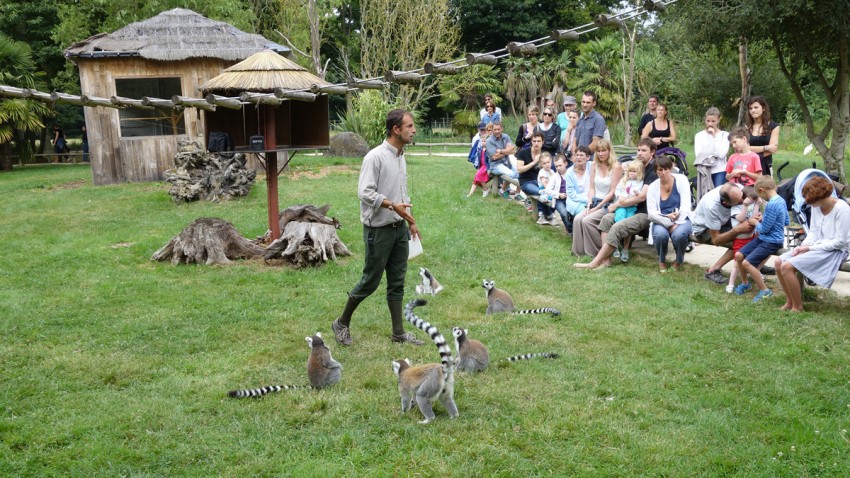 Julien et le goûter des Lémuriens au Zoo de la Bourbansais
