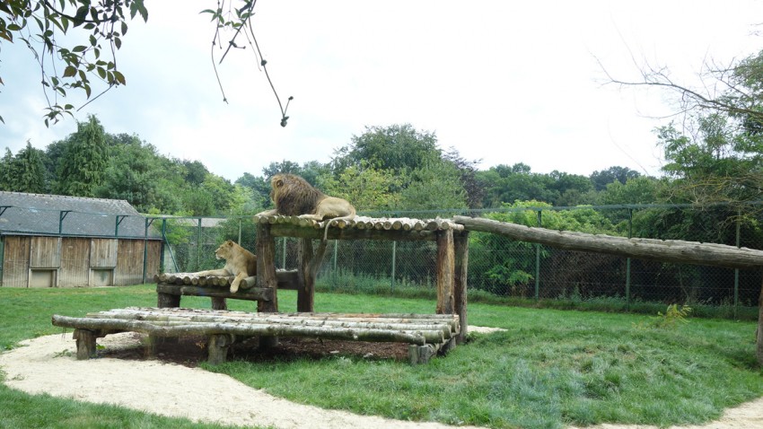 enclot des lions au Zoo de la Bourbansais