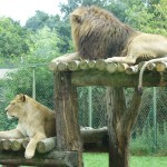 lion au zoo de la Bourbansais