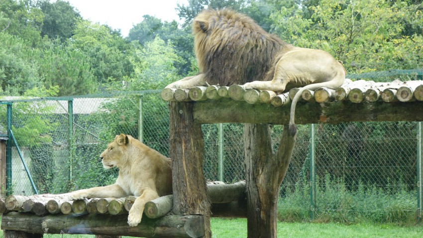 lion au zoo de la Bourbansais