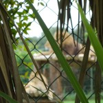 Le roi des animaux en tournée en Bretagne