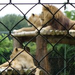 Lions en Bretagne