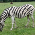 Zèbre au Zoo de la Bourbansais