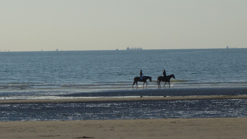 promenade des chevaux à Deauville