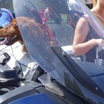 chien sur un BMW R1200RT