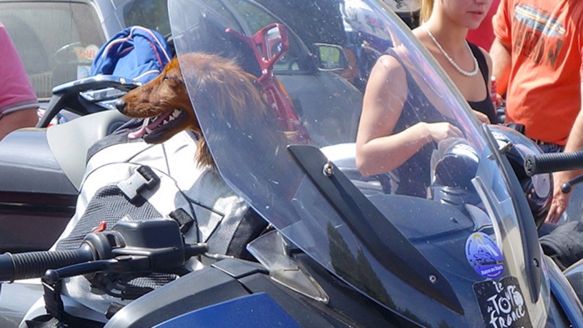 chien sur un BMW R1200RT