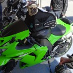 motarde à poil sur une ninja Kawasaki à Rennes