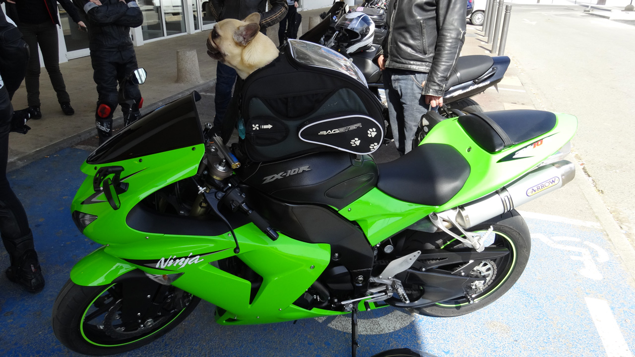 Balader son chien à moto (sportive)
