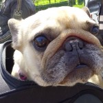 se balader à moto avec un Bulldog Français